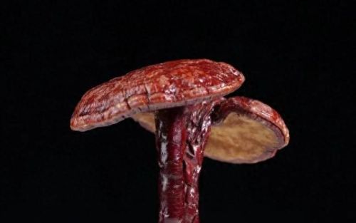 人参药材厂家排名前十(人参类药材价格)插图1 人参药材厂家排名前十(人参类药材价格)插图1