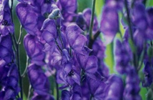 世界上十大剧毒植物排行榜(能通过皮肤吸收的剧毒)插图4