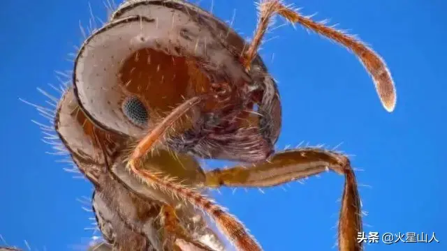 世界十大致命昆虫物排行榜(世界上最毒的10种昆虫)插图3