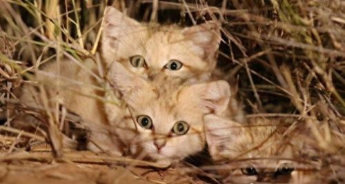 世界十大禁养名猫排行榜(十大名猫和十大禁养名猫)插图8