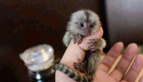 十大不寻常的宠物排行榜(十大宠物上市公司)插图8