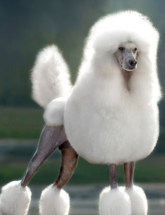 新手养狗狗十大排行榜(比较推荐养的十大狗狗)插图4 新手养狗狗十大排行榜(比较推荐养的十大狗狗)插图4