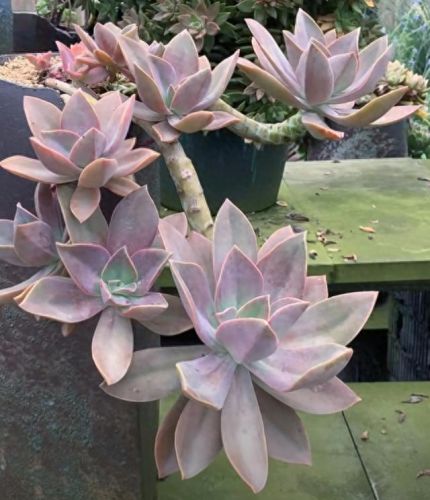 十大最美老桩多肉排行榜(大老桩多肉)插图4