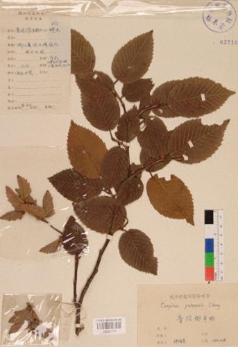 十大有名树木排行榜图册(驱蚊子树木排行榜)插图