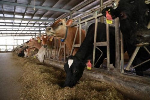 浙江十大牛场排行榜图片(哪个地方的牛场最好)插图3