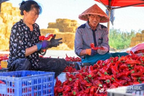 国内辣椒种植排名前十(各省种植辣椒量排名)插图7