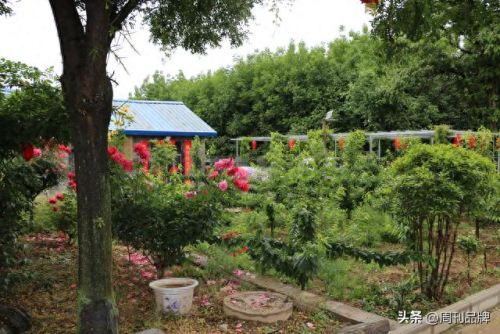 周至民营酒厂排名前十(周至有钱人名单)插图4