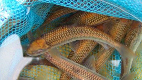 十大土豪鱼排行榜最新视频(雷龙鱼十大禁忌)插图8