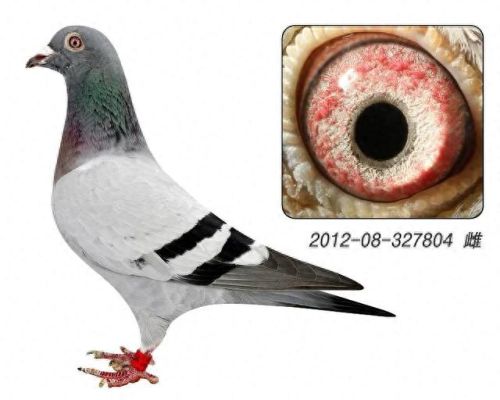 小信鸽品种十大排行榜(信鸽排名前十名品种)插图6