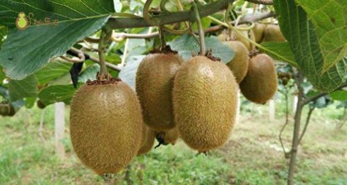 排名前十的优良枇杷(哪种枇杷品种好吃)插图8 排名前十的优良枇杷(哪种枇杷品种好吃)插图8