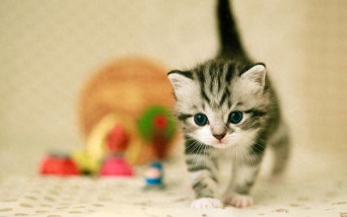 十大好看的兽医小说排行榜(冷面兽医小说)插图3