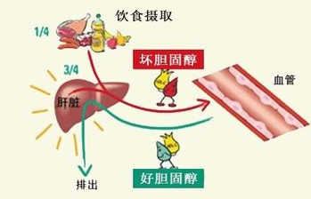 降胆固醇十大水果排行榜(十种降胆固醇水果)插图