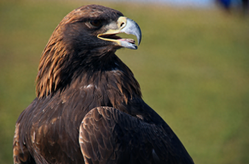 十大凶鸟实力排行榜(上古神话十大凶兽)插图7 十大凶鸟实力排行榜(上古神话十大凶兽)插图7