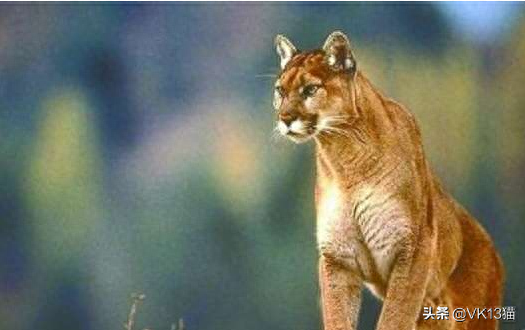 凶猛的猫十大排行榜(十大品牌猫)插图8