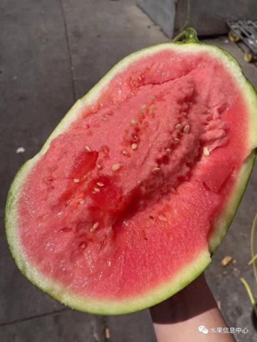 西瓜品种大小十大排行榜(露天西瓜哪个品种好)插图10