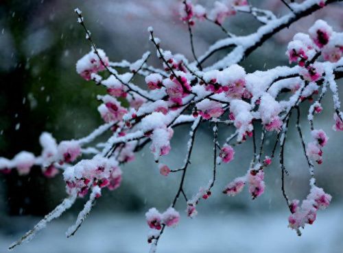 排名前十唐宋诗词(课外古诗大全300首)插图4 排名前十唐宋诗词(课外古诗大全300首)插图4