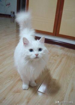 十大可爱小猫品种排行榜(名贵小猫的种类)插图8