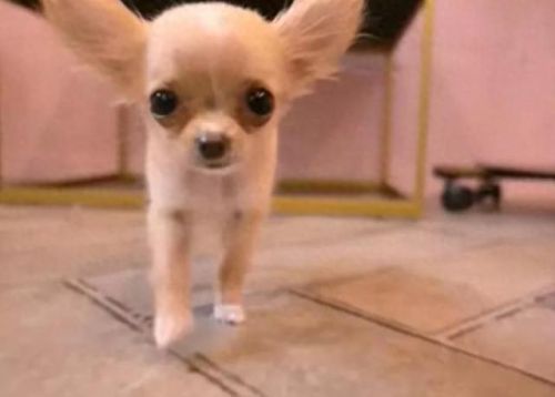 狗狗土狗寿命十大排行榜(土狗为什么寿命这么长)插图7 狗狗土狗寿命十大排行榜(土狗为什么寿命这么长)插图7