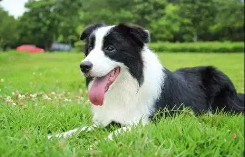 宠物犬名字排行榜前十大(宠物犬排名前十名大全)插图8