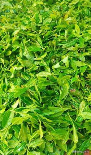 龙井绿茶品牌排名前十(龙井是最好的绿茶吗)