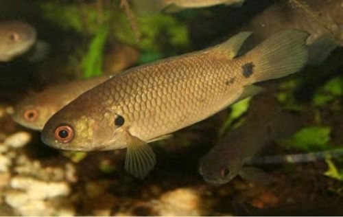 斗鱼最强品种排名前十(斗鱼最漂亮的品种)插图1 斗鱼最强品种排名前十(斗鱼最漂亮的品种)插图1