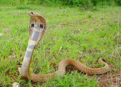 热带雨林十大蛇排行榜(农村十大土蛇)插图6