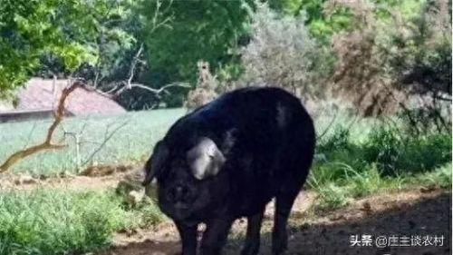 十大珍贵的猪肉排行榜图片(猪肉零食排行榜前十名)插图5