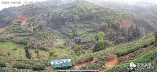 茶经排名前十的茶(十三种满分好茶)插图50 茶经排名前十的茶(十三种满分好茶)插图50