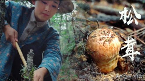 最贵的中餐食材排行榜十大(最贵的食材排行榜前十名)插图3 最贵的中餐食材排行榜十大(最贵的食材排行榜前十名)插图3