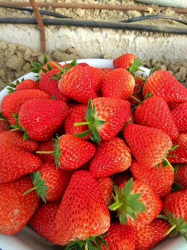 排名前十的优良枇杷(哪种枇杷品种好吃)插图2 排名前十的优良枇杷(哪种枇杷品种好吃)插图2