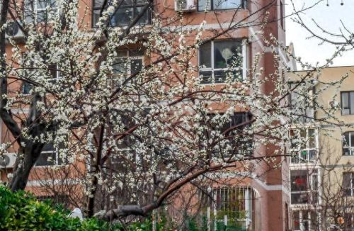 中国的十大高级中学排行榜(中国十大顶级中学排名)