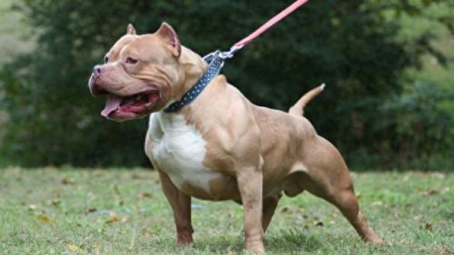 十大牛逼的狗排行榜(十大良心狗罐头排名)插图8 十大牛逼的狗排行榜(十大良心狗罐头排名)插图8