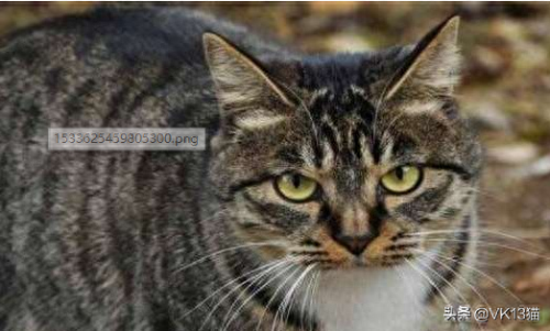 凶猛的猫十大排行榜(十大品牌猫)插图7