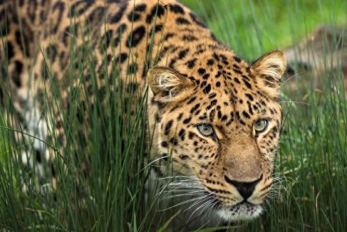 世界动物数量排名前十(世界上最可爱的动物排名第一是谁)插图1