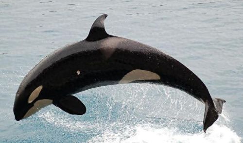 智商排名前十的十位(达斡尔族人智商排名)插图8 智商排名前十的十位(达斡尔族人智商排名)插图8