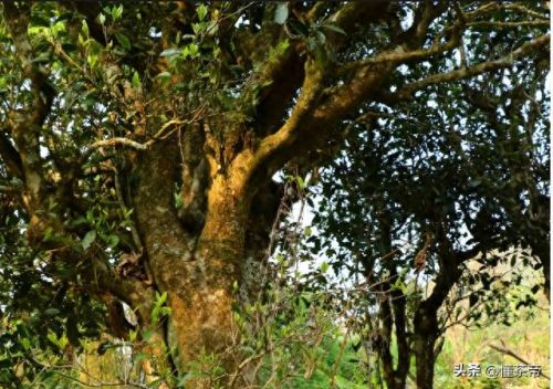 古树茶十大品牌排行榜图片(白茶品牌十大排名)