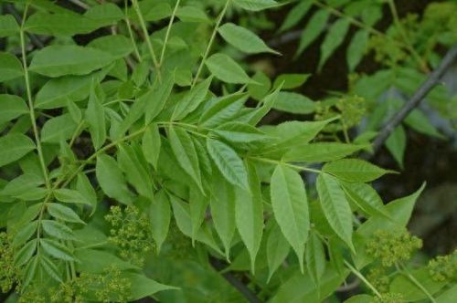 十大净化空气植物排行榜最新图片(空气净化植物名单大全)插图 十大净化空气植物排行榜最新图片(空气净化植物名单大全)插图