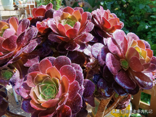 十大最美法师多肉排行榜(多肉法师全锦好养吗)插图2 十大最美法师多肉排行榜(多肉法师全锦好养吗)插图2