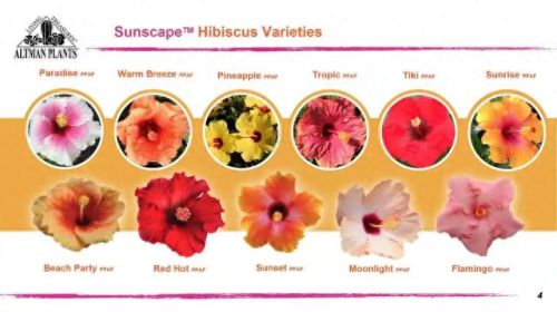 国外花盆公司排名前十(花盆品牌十大排名)插图4