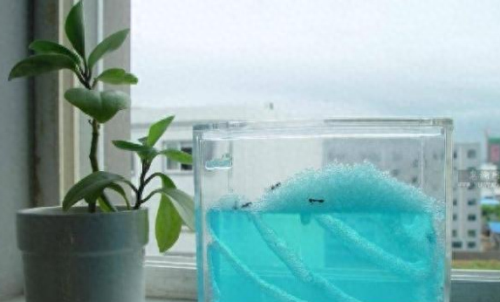 十大不寻常的宠物排行榜(十大宠物上市公司)