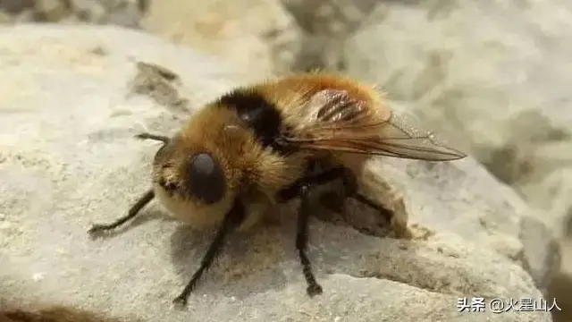 世界十大致命昆虫物排行榜(世界上最毒的10种昆虫)插图1