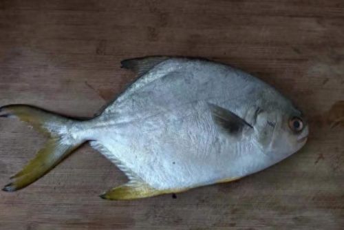 福建鱼肉销量排名前十(最便宜的鱼肉排名)插图3 福建鱼肉销量排名前十(最便宜的鱼肉排名)插图3