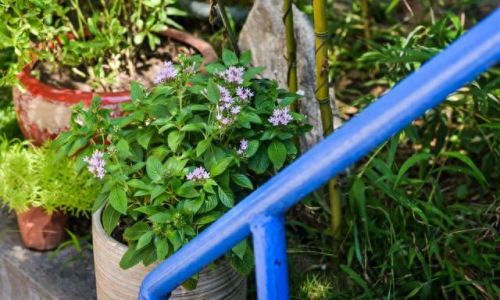 临沂十大面条店排行榜图片(临沂面条)插图11