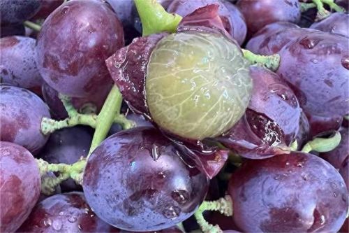 鲜食葡萄品种排名前十(最好吃葡萄排名前十名)插图11