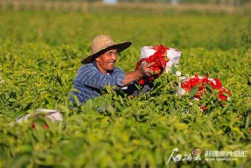 国内辣椒种植排名前十(各省种植辣椒量排名)插图4