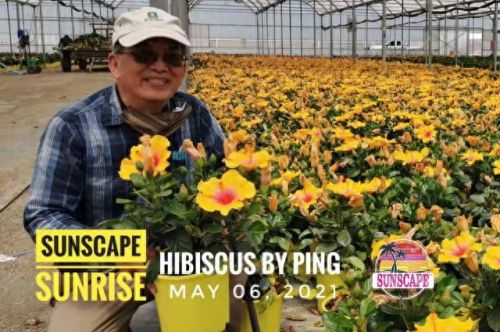 国外花盆公司排名前十(花盆品牌十大排名)插图6