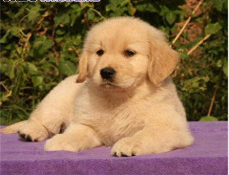 十大最喜欢养的狗狗排行榜(比较推荐养的十大狗狗)插图5