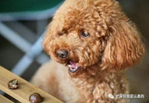 十大最萌的小宠排行榜(十大最萌的仓鼠排行榜)插图3 十大最萌的小宠排行榜(十大最萌的仓鼠排行榜)插图3