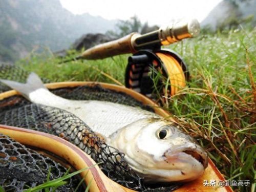 山西钓鱼品种排名前十(山西运城钓鱼的水库)插图12 山西钓鱼品种排名前十(山西运城钓鱼的水库)插图12