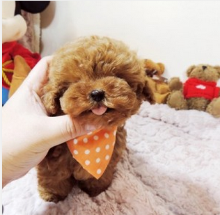 十大最喜欢养的狗狗排行榜(比较推荐养的十大狗狗)插图1